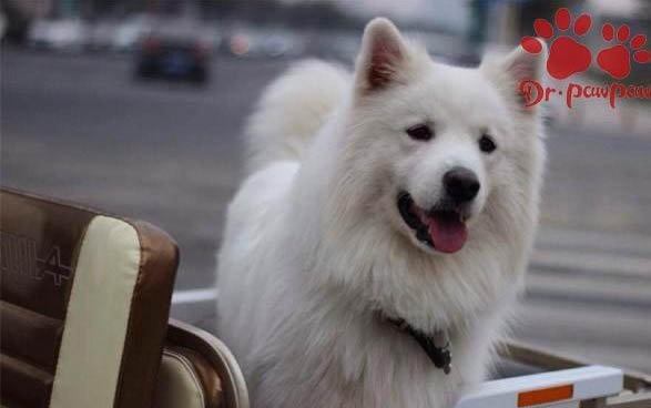 狗狗得細小的初期癥狀