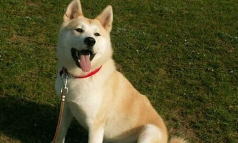 為什么秋田犬被禁養