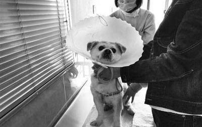 狗生死胎的四種原因及處理方法
