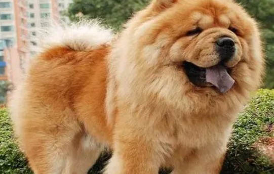 熊獅犬和松獅犬哪個好