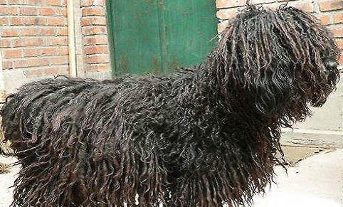 可蒙犬半夜突然叫的原因及處理方法