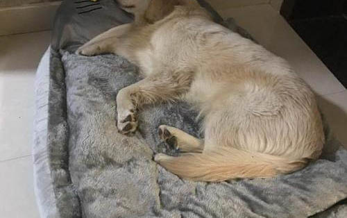 狗狗需要打腦炎疫苗嗎