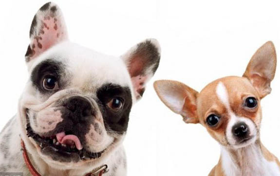 雞蛋清治犬瘟