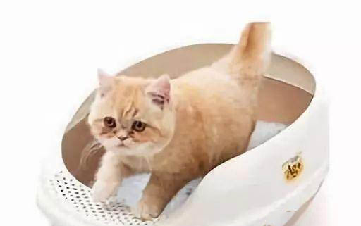為什么圍繞貓咪總是打噴嚏?