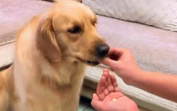 狗狗吹風扇會感冒嗎?