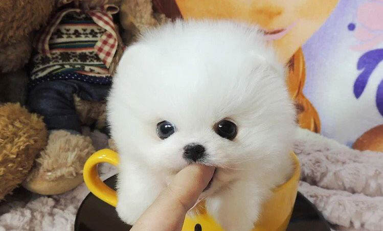 茶杯型貴賓犬價格