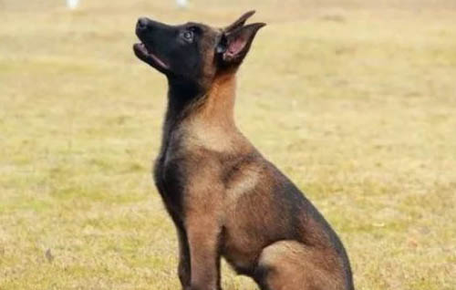 馬犬會不會咬人啊