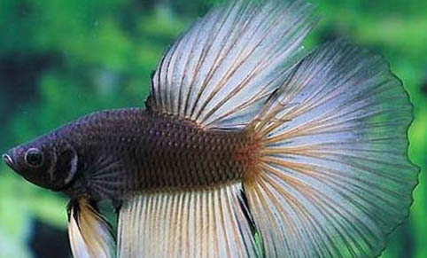 什么魚吃青苔?