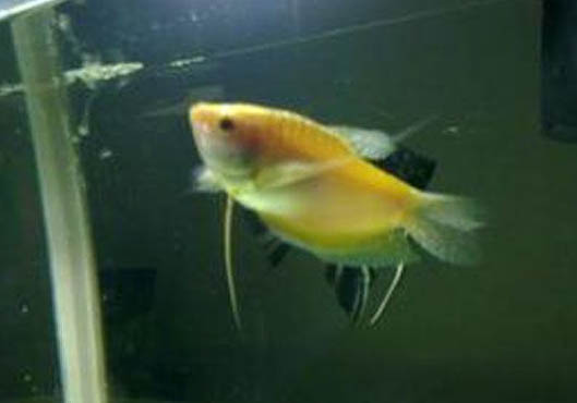 龍魚開燈多長時間最好