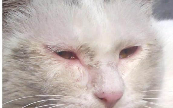 貓咪拉稀怎么辦
