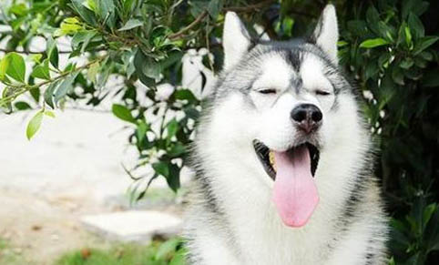 哈士奇犬一個(gè)月吃多少