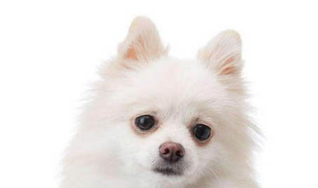 細小病毒狗狗如何治