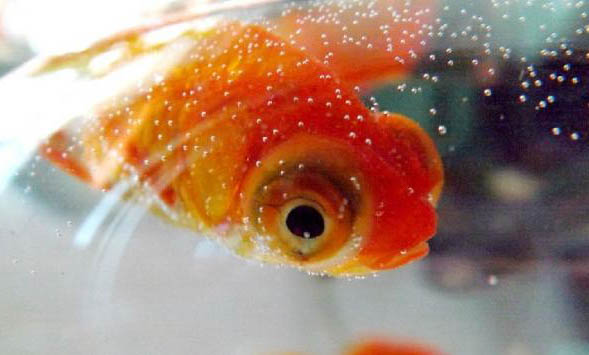 鶴頂紅金魚怎么才好養(yǎng)