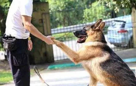 德國牧羊犬打架怎么樣