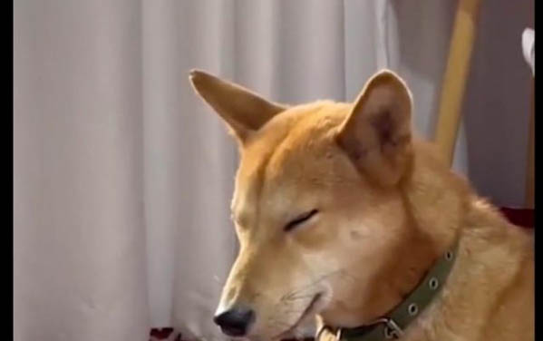 犬瘟發(fā)作抽搐多長時間會發(fā)生