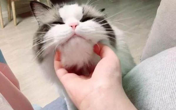 小貓呼吸聲音粗重像是不通氣