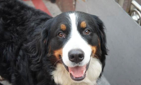 飼養(yǎng)伯恩山犬的注意事項