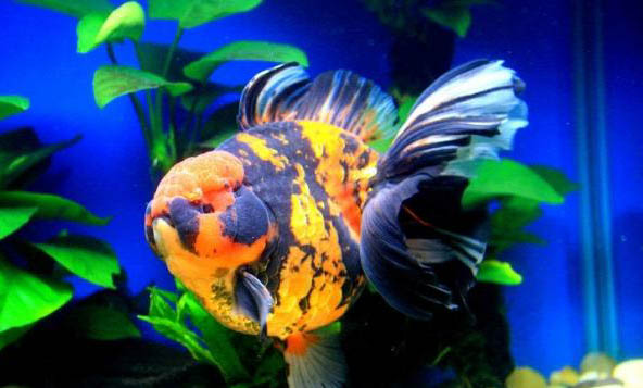 怎么預防金魚跳缸