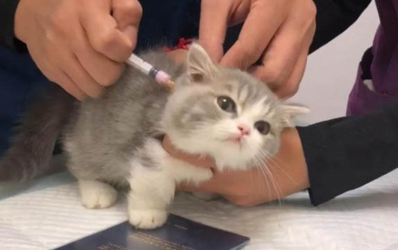 貓咪胃脹氣是什么癥狀