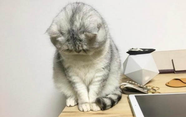 小貓第一次發(fā)情怎么辦