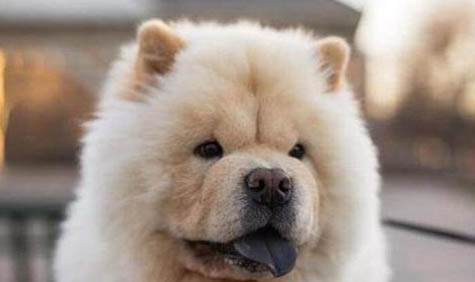 狗狗受驚嚇有哪些癥狀