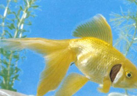 怎么避免金魚吃水草