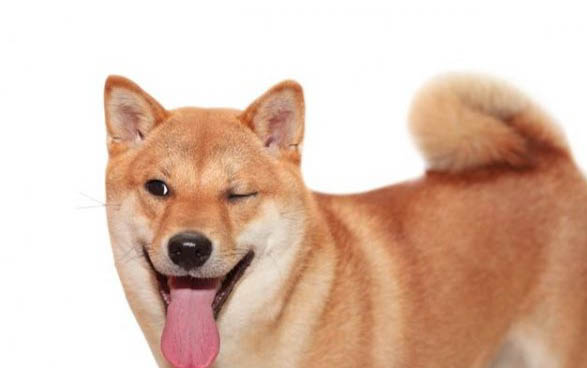 狗狗能吃杏子嗎