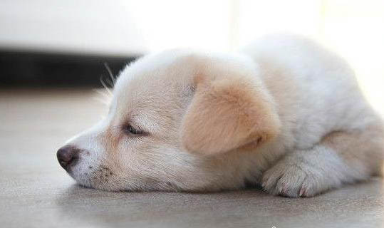 幼犬睡覺抽搐怎么回事,這三個(gè)原因會(huì)導(dǎo)致狗狗抽搐