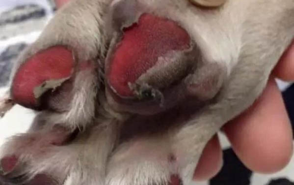 狗狗可以吃西瓜嗎為什么