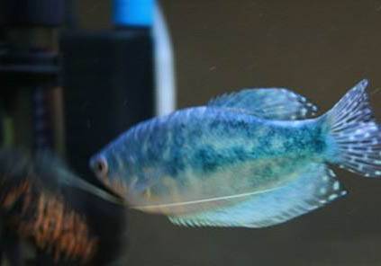 藍(lán)曼龍魚跟鸚鵡魚可以混養(yǎng)嗎?