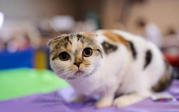 懷孕貓能不能吃益生菌