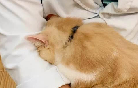 剛出生的貓咪怎么喂養如果沒有羊奶粉怎么辦