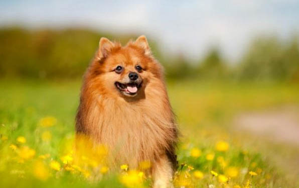法斗幼犬出門的準備及注意事項