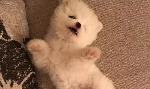 狗狗骨折了不能吃什么