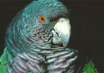 玄鳳鸚鵡不吃東西怎么辦?