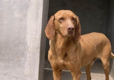 尋血獵犬手術(shù)傷口多久恢復(fù)