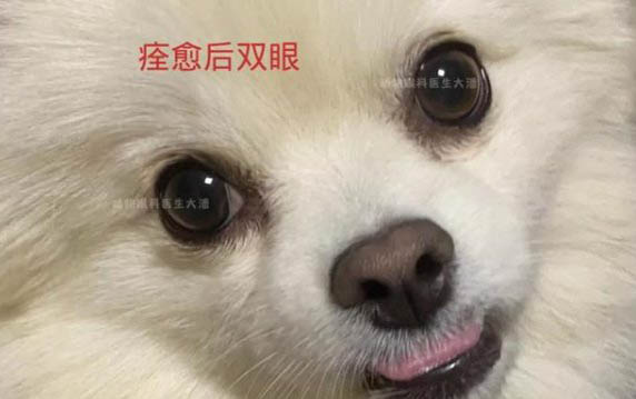 狗狗肺炎治療