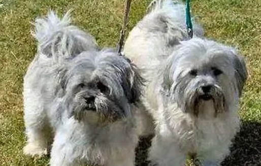 拉薩犬骨折癥狀有哪些