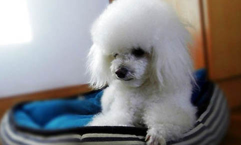 十歲以上的貴賓犬還能活多久?
