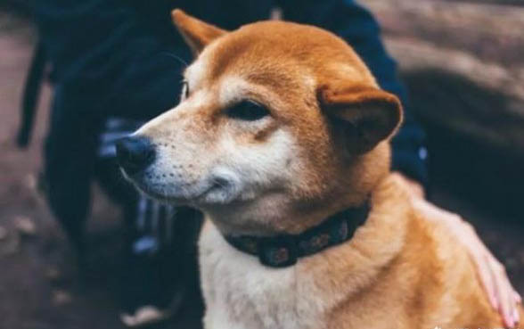 狗狗腹瀉后要禁食多久才能恢復