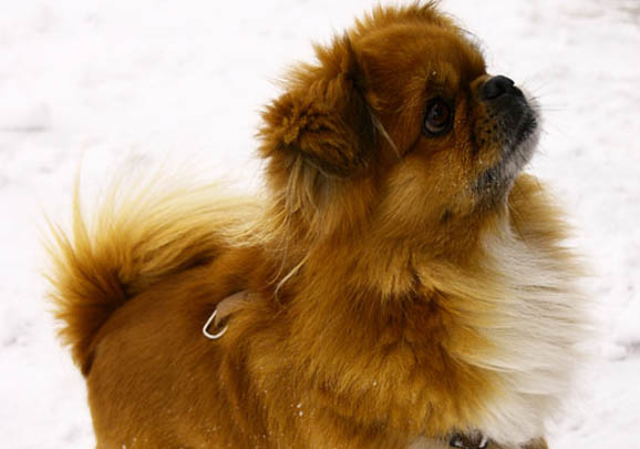 成年西藏獵犬多久驅(qū)蟲一次