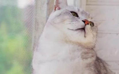 貓咪多大可以洗澡