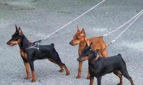 小鹿犬有狂犬病毒能活多久