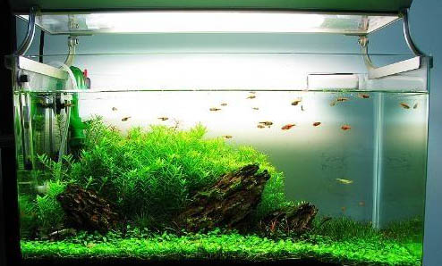 這種魚缸能養什么魚