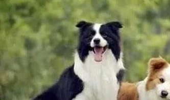 藍灣牧羊犬幼崽多少錢一只