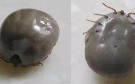 狗狗護食可以打嗎