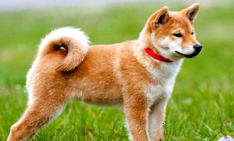 日本秋田犬價格多少錢一只
