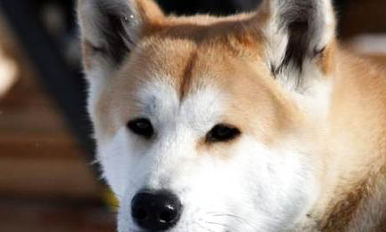 秋田犬和柴犬哪個好？