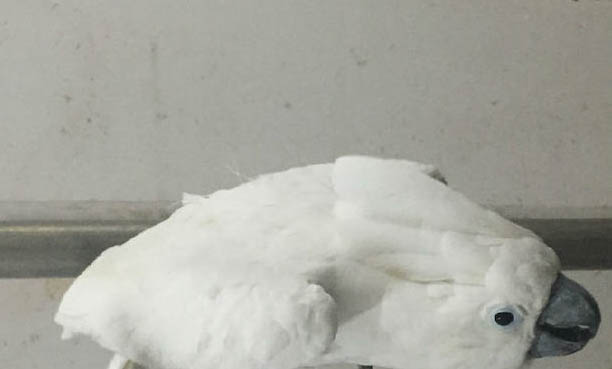 葵花鳳頭鸚鵡合法嗎?