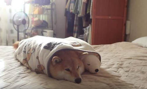 柴犬和秋田犬哪個好